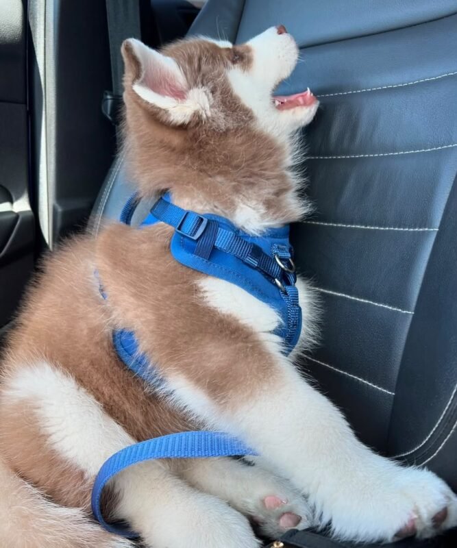 Loki, male Siberian Husky puppy with a fluffy coat