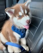 Loki, male Siberian Husky puppy with a fluffy coat