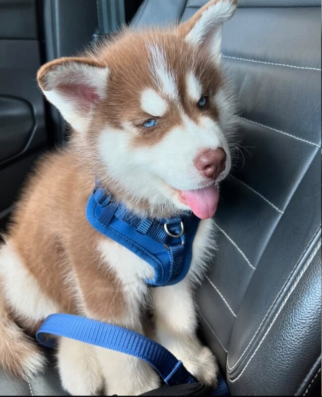 Loki, male Siberian Husky puppy with a fluffy coat