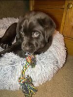 Tucker – male Labrador Retriever puppy for sale at Amazing Pupps