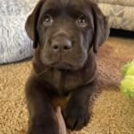 Close-up portrait of Tucker, a male Labrador Retriever puppy