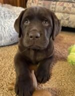 Close-up portrait of Tucker, a male Labrador Retriever puppy