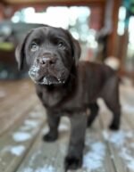 Tucker the male Labrador Retriever puppy playing – Amazing Pupps