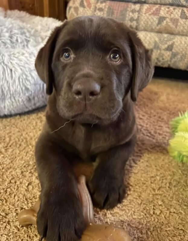 Close-up portrait of Tucker, a male Labrador Retriever puppy