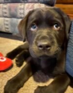 Male Labrador Retriever puppy Tucker ready for his forever home
