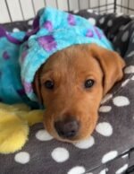 Maggie – female Labrador Retriever puppy for sale at Amazing Pupps
