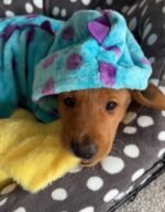 Maggie the female Labrador Retriever puppy playing – Amazing Pupps