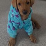 Maggie – female Labrador Retriever puppy for sale at Amazing Pupps
