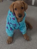 Maggie – female Labrador Retriever puppy for sale at Amazing Pupps