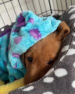 Female Labrador Retriever puppy Maggie ready for her forever home