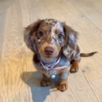 Oscar – male Dachshund puppy for sale at Amazing Pupps