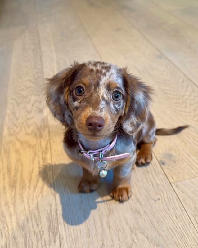 Oscar – male Dachshund puppy for sale at Amazing Pupps