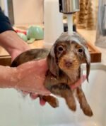 Oscar the male Dachshund puppy playing – Amazing Pupps