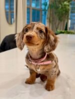 Close-up portrait of Oscar, a male Dachshund puppy