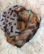 Male Dachshund puppy Oscar ready for his forever home