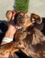 Male Dachshund puppy Oscar ready for his forever home