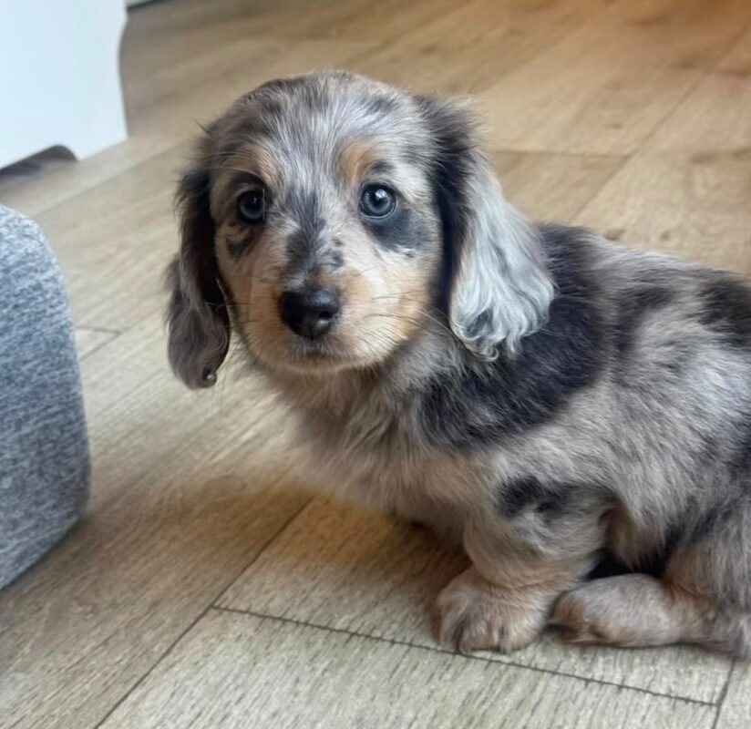 Chester – male Dachshund puppy for sale at Amazing Pupps
