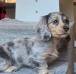 Chester the male Dachshund puppy playing – Amazing Pupps