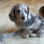 Close-up portrait of Chester, a male Dachshund puppy