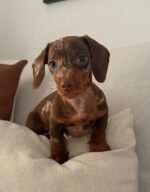 Hazel the female Dachshund puppy playing – Amazing Pupps
