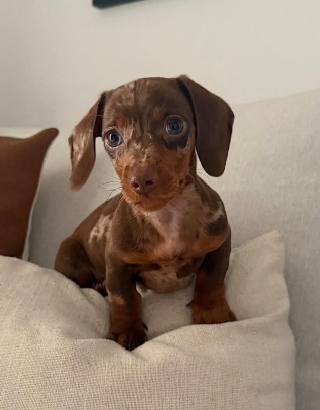 Hazel the female Dachshund puppy playing – Amazing Pupps