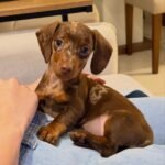 Hazel – female Dachshund puppy for sale at Amazing Pupps