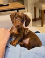 Hazel – female Dachshund puppy for sale at Amazing Pupps
