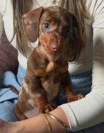 Female Dachshund puppy Hazel ready for her forever home