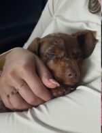 Close-up portrait of Hazel, a female Dachshund puppy