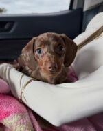Female Dachshund puppy Hazel ready for her forever home