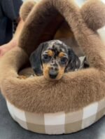 Close-up portrait of Olive, a female Dachshund puppy