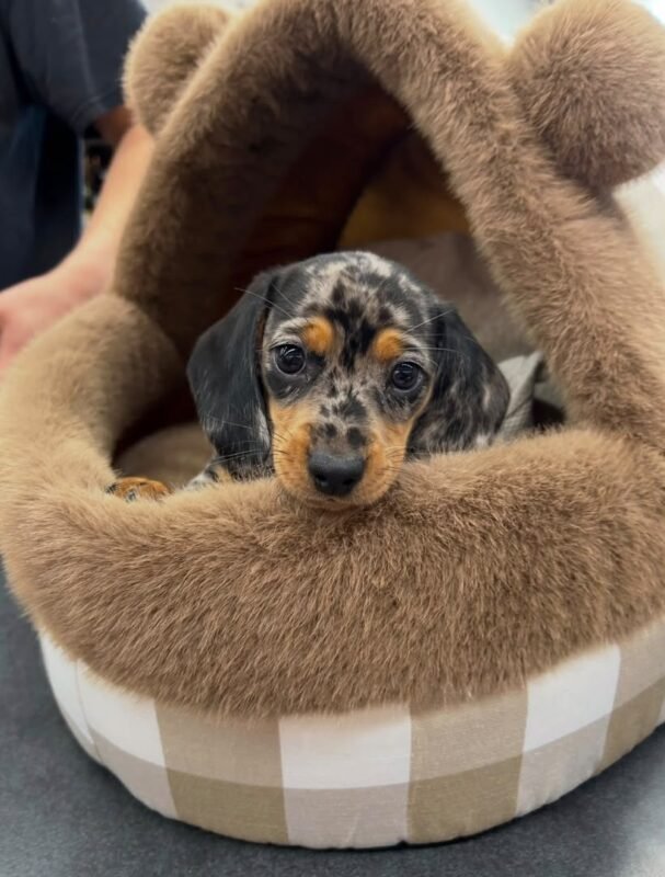Close-up portrait of Olive, a female Dachshund puppy