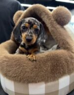 Olive the female Dachshund puppy playing – Amazing Pupps