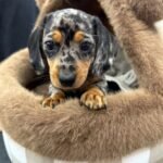Olive – female Dachshund puppy for sale at Amazing Pupps