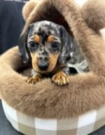 Olive – female Dachshund puppy for sale at Amazing Pupps