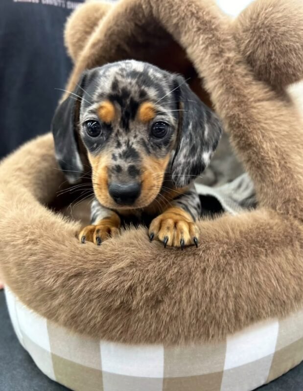Olive – female Dachshund puppy for sale at Amazing Pupps