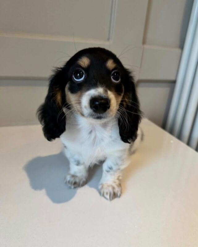 Pepper the female Dachshund puppy playing – Amazing Pupps