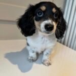 Pepper – female Dachshund puppy for sale at Amazing Pupps