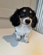 Pepper – female Dachshund puppy for sale at Amazing Pupps
