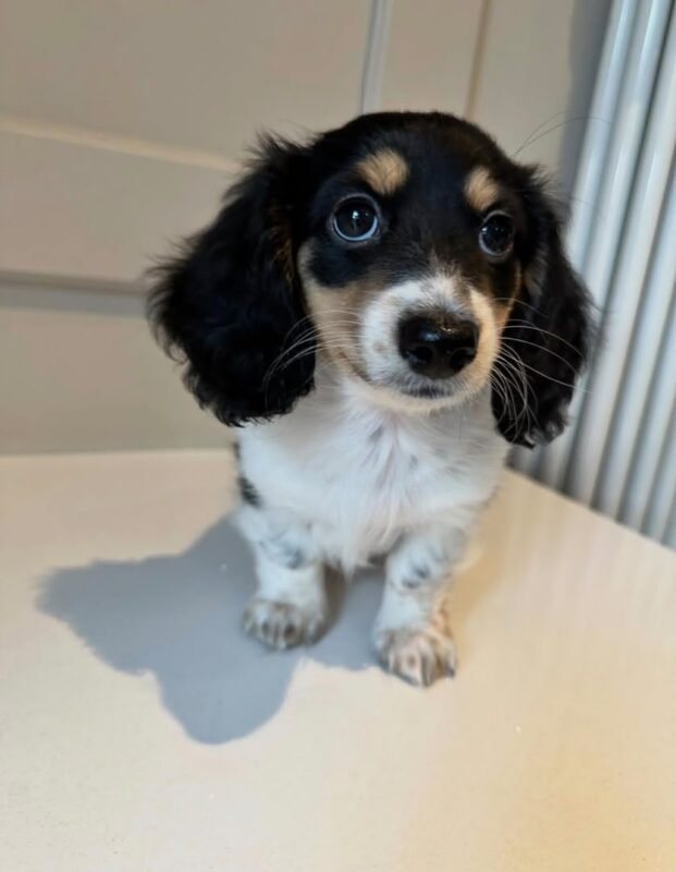Pepper – female Dachshund puppy for sale at Amazing Pupps