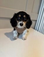 Close-up portrait of Pepper, a female Dachshund puppy