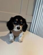 Female Dachshund puppy Pepper ready for her forever home
