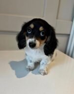 Female Dachshund puppy Pepper ready for her forever home