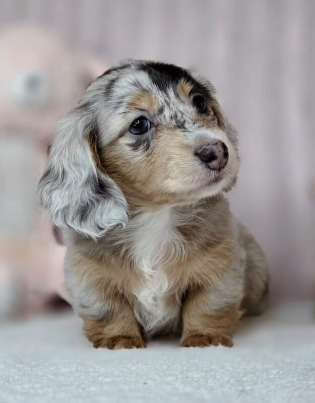 Female Dachshund puppy Gretchen ready for her forever home