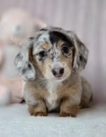 Gretchen the female Dachshund puppy playing – Amazing Pupps