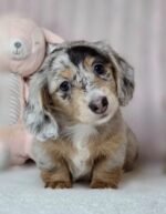 Close-up portrait of Gretchen, a female Dachshund puppy