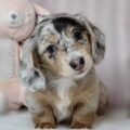 Dachshund puppies for sale at AmazingPupps