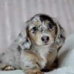 Gretchen – female AKC Dachshund puppy for sale at Amazing Pupps