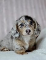 Gretchen – female AKC Dachshund puppy for sale at Amazing Pupps