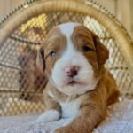 Willow – female Goldendoodle puppy for sale at Amazing Pupps